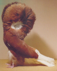 Click picture for larger picture of the Jacobin.